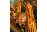 Фортеза - кукуруза, 150 000 семян, 1 п.е., Голден Сидз (Украина) фото, цена